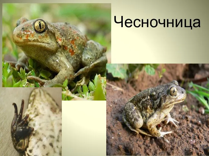 Чесночница