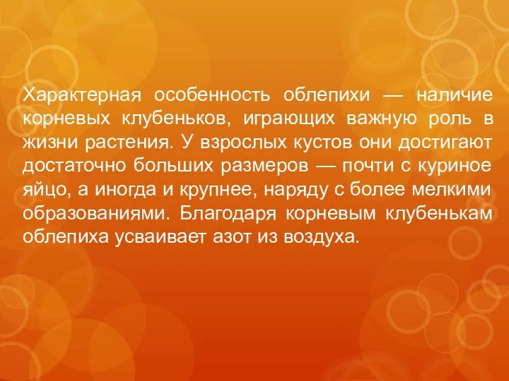 Характерная особенность облепихи — наличие корневых клубеньков, играющих важную роль