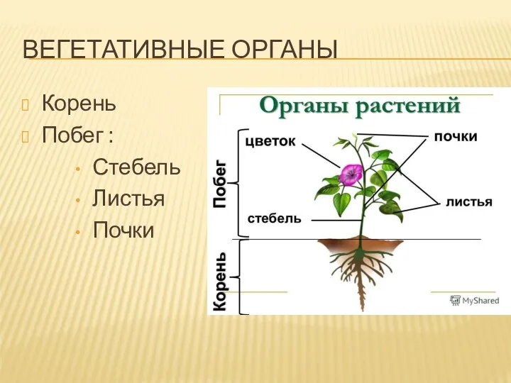 Вегетативные органы Корень Побег : Стебель Листья Почки