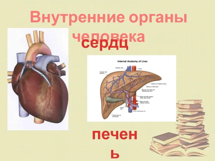 Внутренние органы человека сердце печень