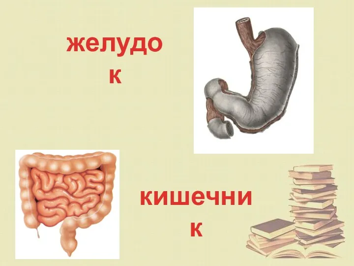 желудок кишечник