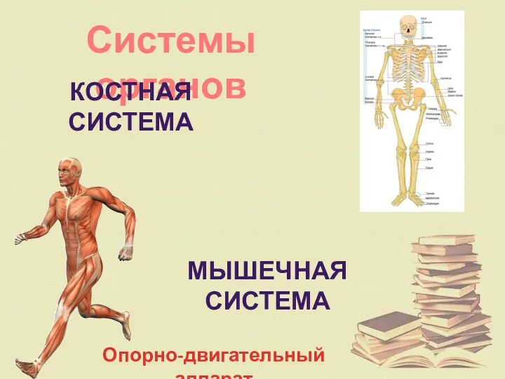 Системы органов Костная система Мышечная система Опорно-двигательный аппарат