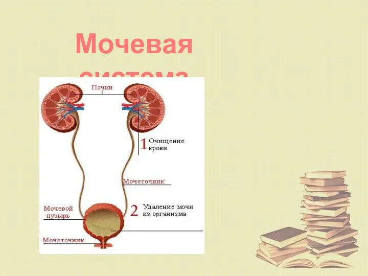 Мочевая система