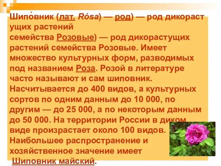 Шипо́вник (лат. Rósa) — род) — род дикорастущих растений семейства Розовые) — род