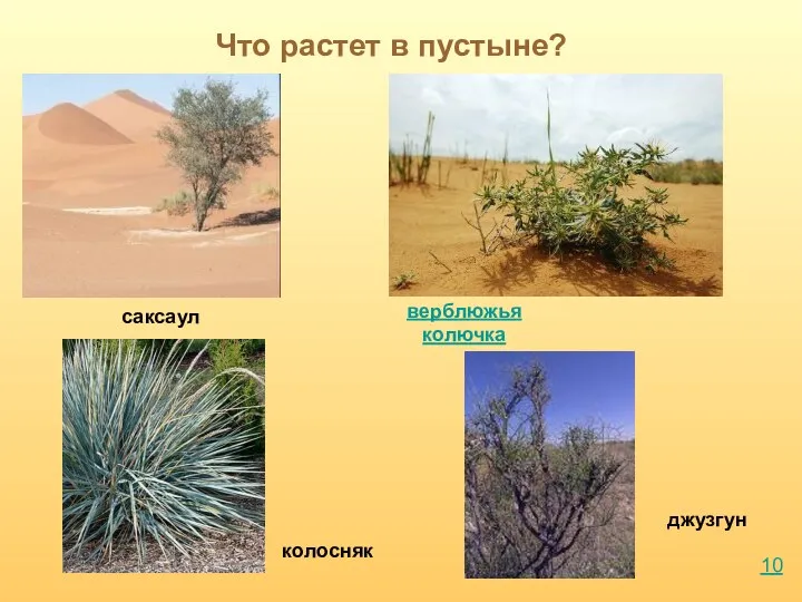 Что растет в пустыне? саксаул джузгун верблюжья колючка колосняк 10