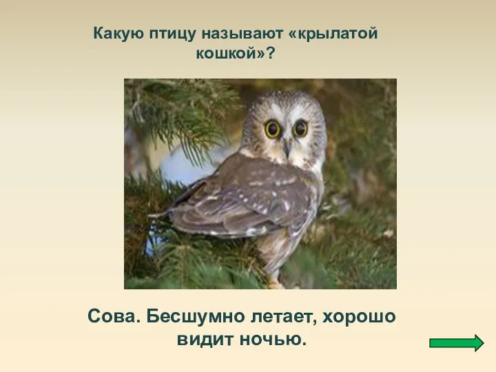 Какую птицу называют «крылатой кошкой»? Сова. Бесшумно летает, хорошо видит ночью.