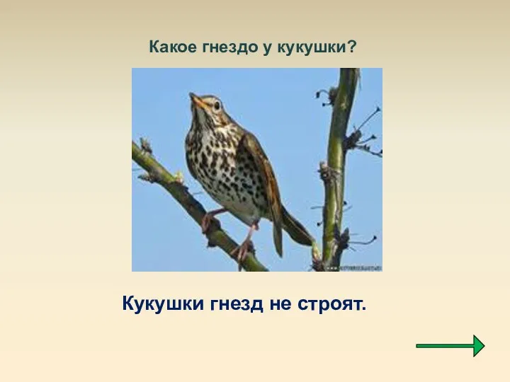 Какое гнездо у кукушки? Кукушки гнезд не строят.