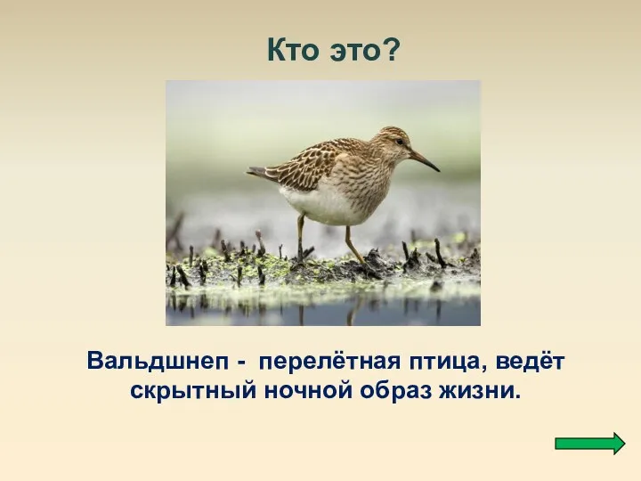 Кто это? Вальдшнеп - перелётная птица, ведёт скрытный ночной образ жизни.