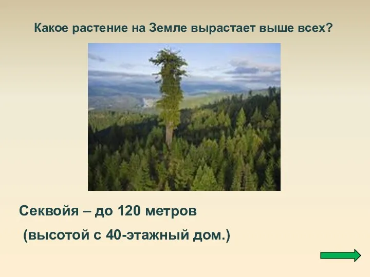 Какое растение на Земле вырастает выше всех? Секвойя – до 120 метров (высотой с 40-этажный дом.)