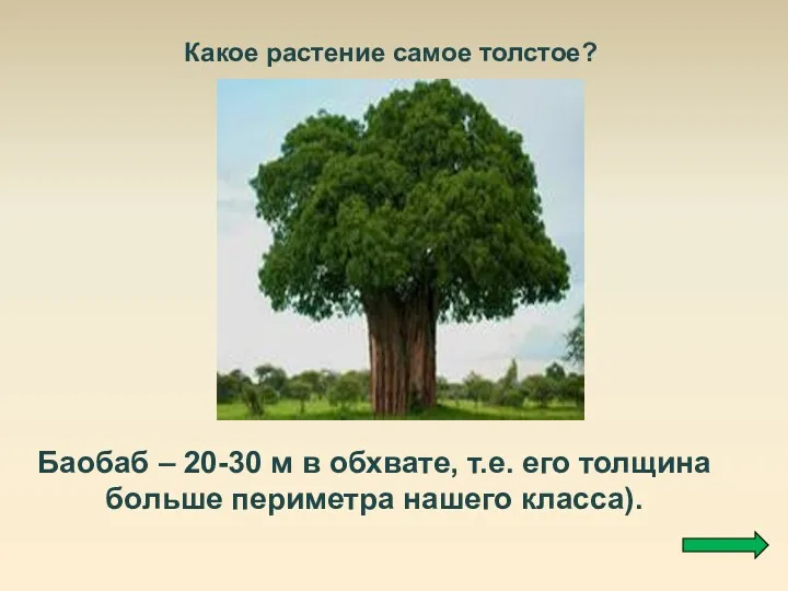 Какое растение самое толстое? Баобаб – 20-30 м в обхвате,