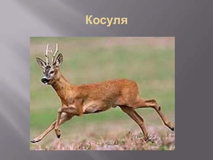 Косуля