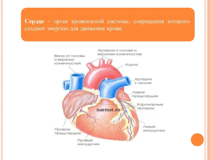 Сердце – орган кровеносной системы, сокращения которого создают энергию для движения крови.