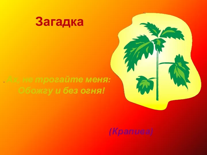 . Ах, не трогайте меня: Обожгу и без огня! (Крапива) Загадка