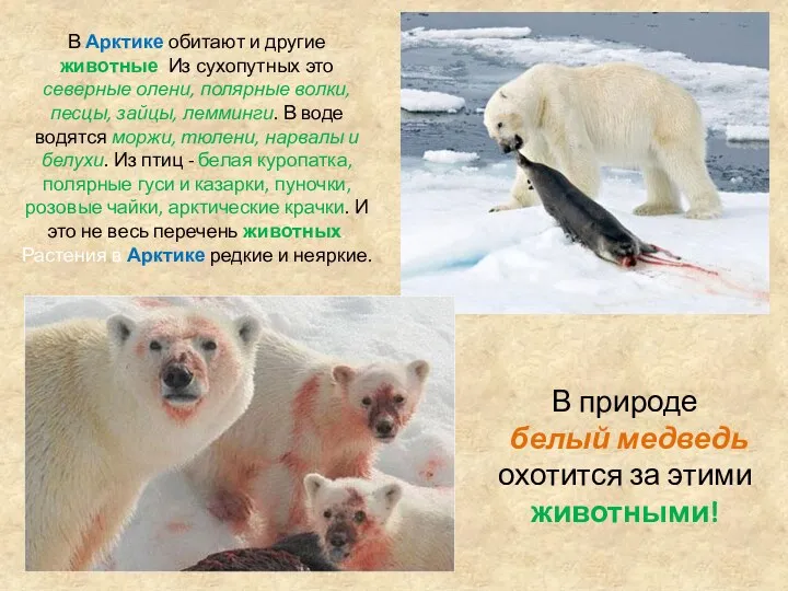 В Арктике обитают и другие животные. Из сухопутных это северные