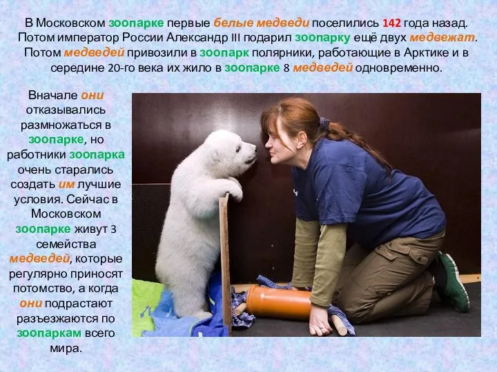 В Московском зоопарке первые белые медведи поселились 142 года назад.