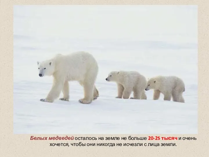 Белых медведей осталось на земле не больше 20-25 тысяч и