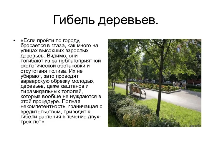 Гибель деревьев. «Если пройти по городу, бросается в глаза, как