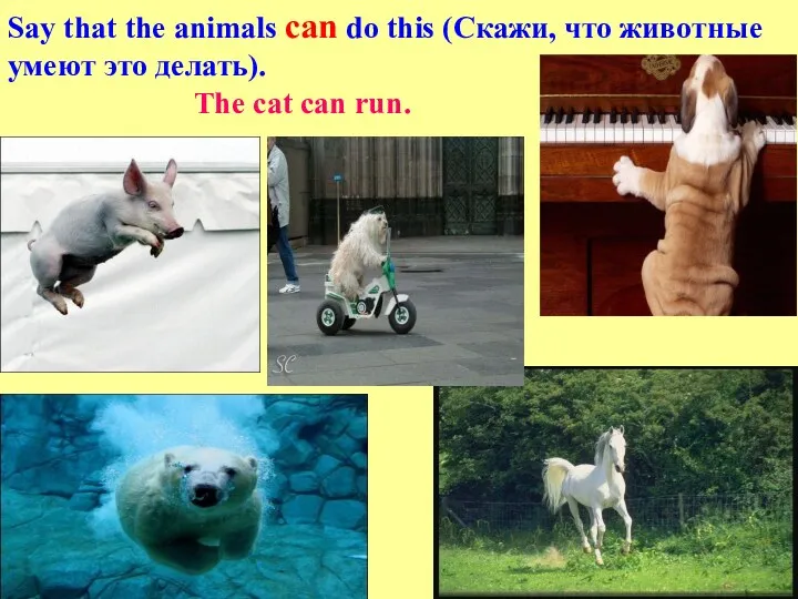 Say that the animals can do this (Скажи, что животные умеют это делать).