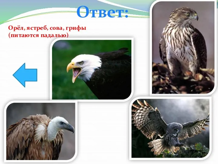Ответ: Орёл, ястреб, сова, грифы(питаются падалью)