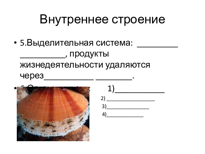 Внутреннее строение 5.Выделительная система: _________ __________, продукты жизнедеятельности удаляются через___________