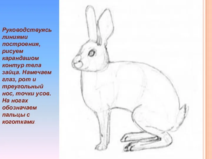 Руководствуясь линиями построения, рисуем карандашом контур тела зайца. Намечаем глаз, рот и треугольный