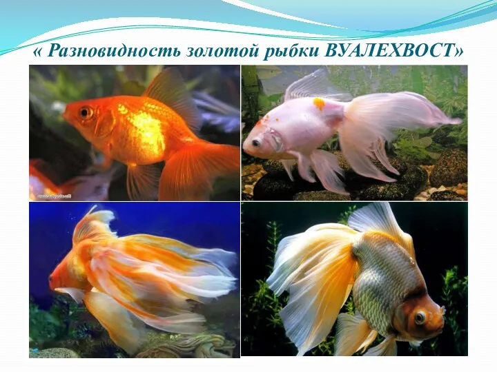 « Разновидность золотой рыбки ВУАЛЕХВОСТ»