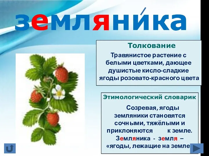 Толкование Этимологический словарик Созревая, ягоды земляники становятся сочными, тяжёлыми и