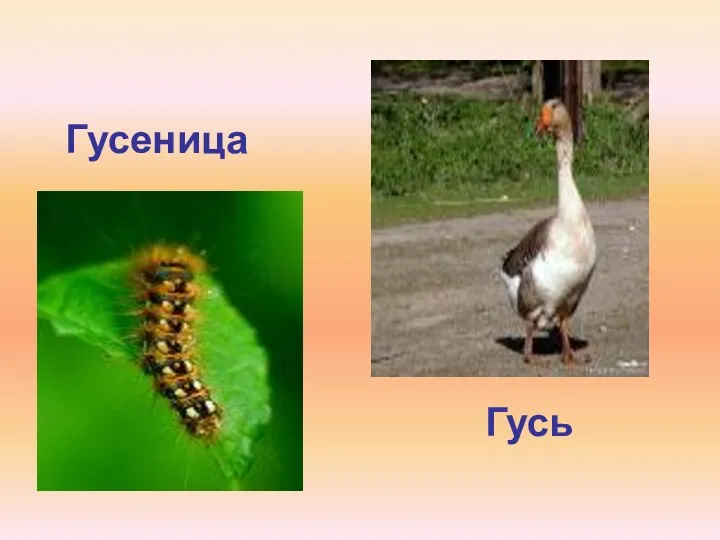 Гусеница Гусь