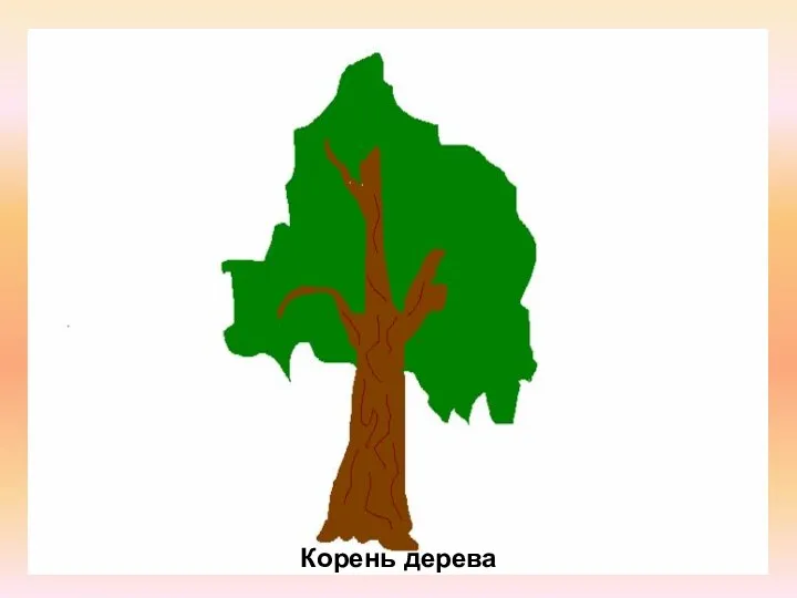 Корень дерева