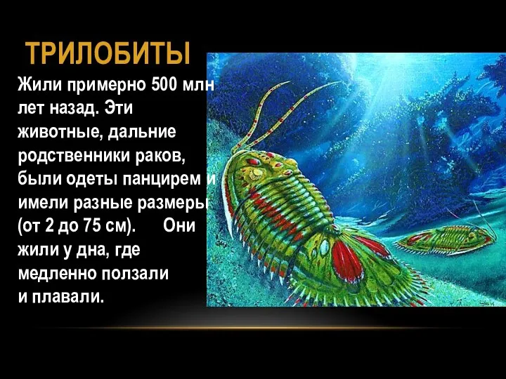 ТРИЛОБИТЫ Жили примерно 500 млн лет назад. Эти животные, дальние родственники раков, были