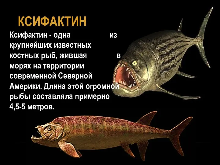 КСИФАКТИН Ксифактин - одна из крупнейших известных костных рыб, жившая в морях на
