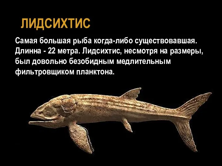 ЛИДСИХТИС Самая большая рыба когда-либо существовавшая. Длинна - 22 метра. Лидсихтис, несмотря на