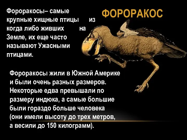 ФОРОРАКОС Фороракосы– самые крупные хищные птицы из когда либо живших на Земле, их