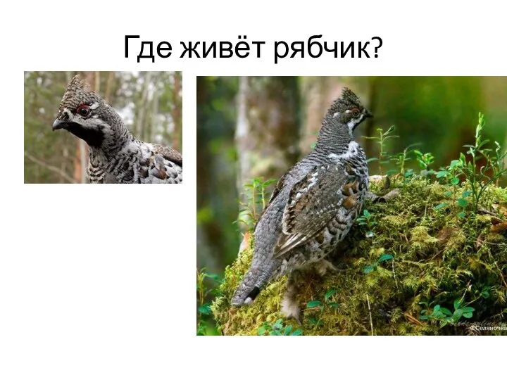 Где живёт рябчик?