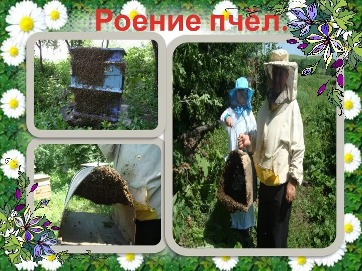 Роение пчёл.