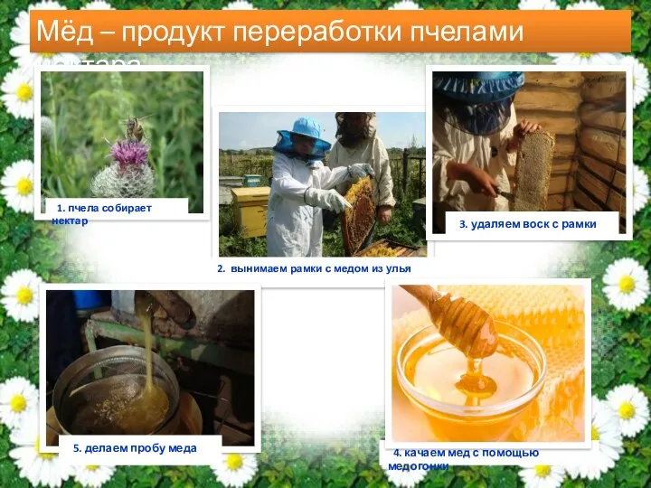 Мёд – продукт переработки пчелами нектара. 1. пчела собирает нектар 2. вынимаем рамки