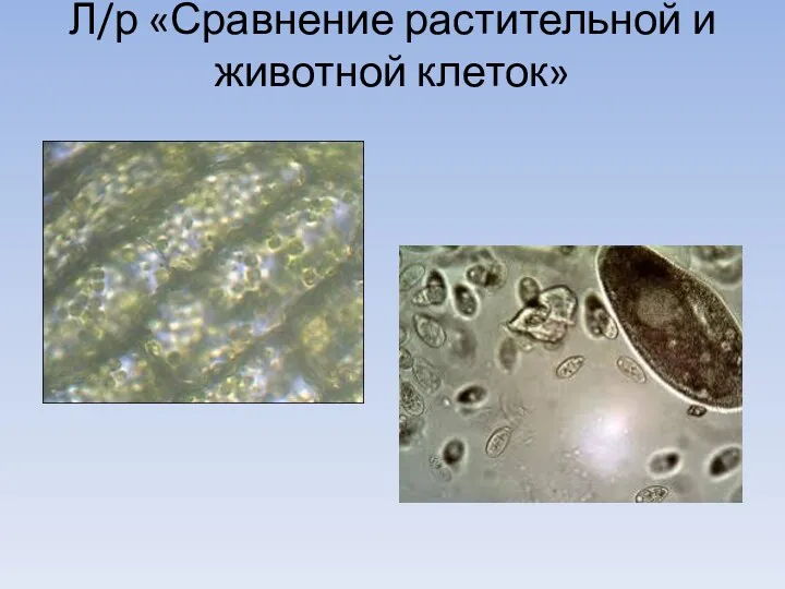 Л/р «Сравнение растительной и животной клеток»