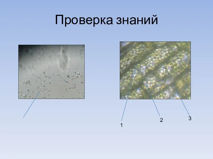 Проверка знаний 1 2 3