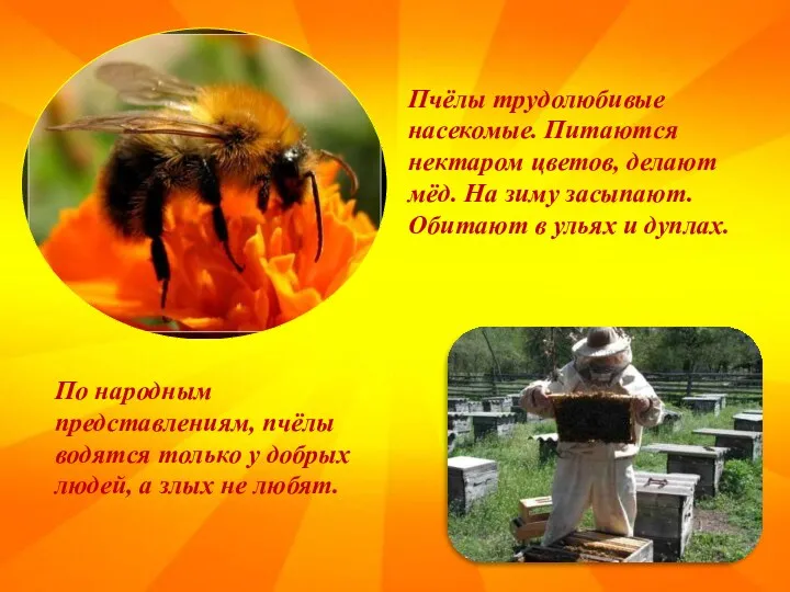 Пчёлы трудолюбивые насекомые. Питаются нектаром цветов, делают мёд. На зиму засыпают. Обитают в