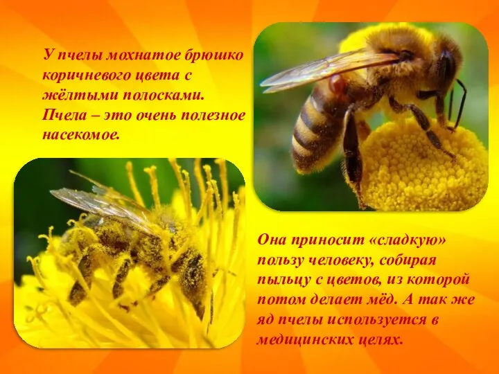 У пчелы мохнатое брюшко коричневого цвета с жёлтыми полосками. Пчела – это очень