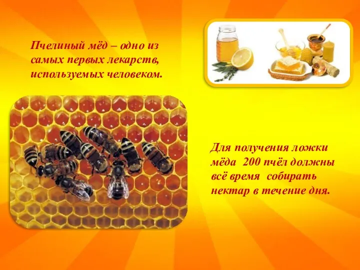 Для получения ложки мёда 200 пчёл должны всё время собирать нектар в течение