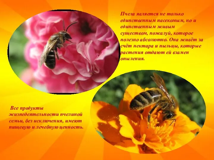 Пчела является не только единственным насекомым, но и единственным живым существом, пожалуй, которое