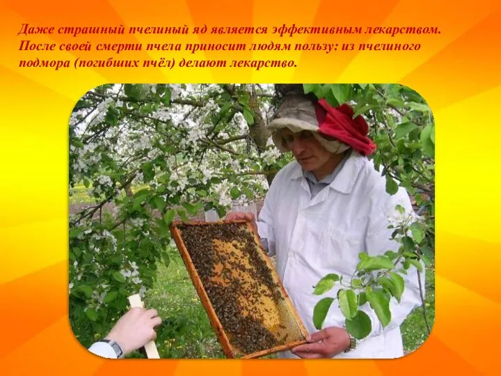 Даже страшный пчелиный яд является эффективным лекарством. После своей смерти пчела приносит людям
