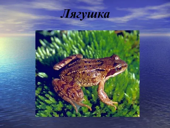 Лягушка