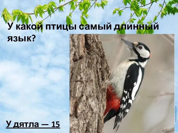 У какой птицы самый длинный язык? У дятла — 15 см.