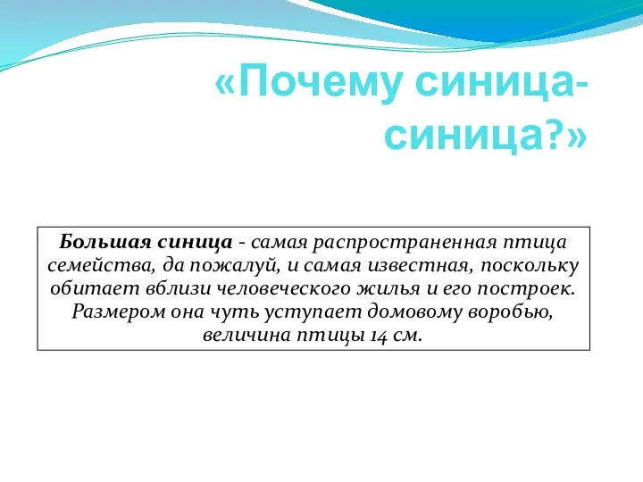 «Почему синица-синица?» Большая синица - самая распространенная птица семейства, да