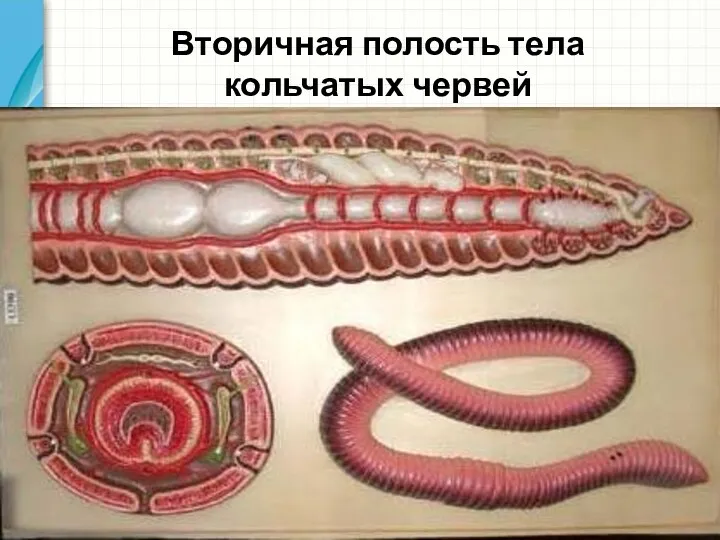 Вторичная полость тела кольчатых червей