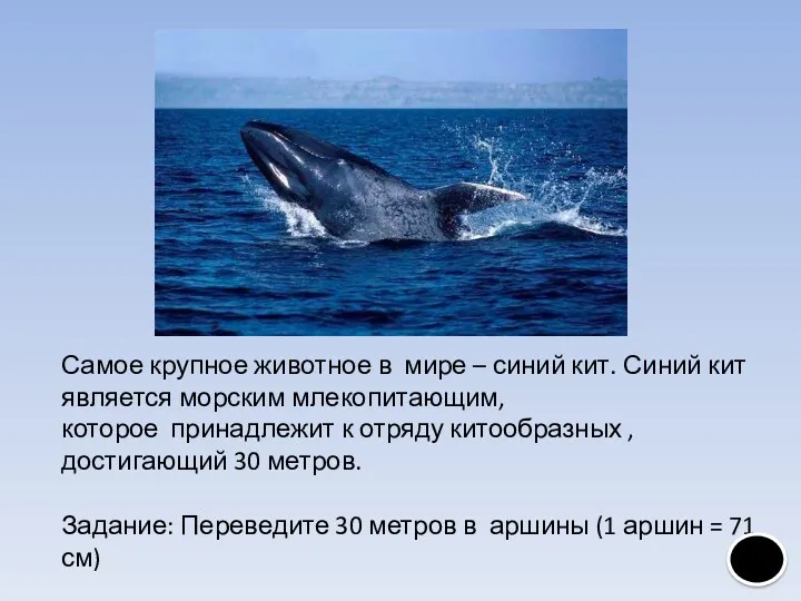 Самое крупное животное в мире – синий кит. Синий кит является морским млекопитающим,