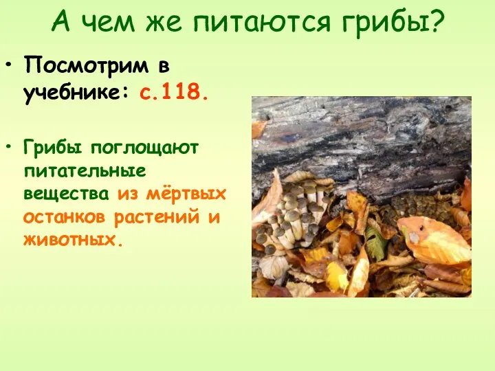 А чем же питаются грибы? Посмотрим в учебнике: с.118. Грибы поглощают питательные вещества