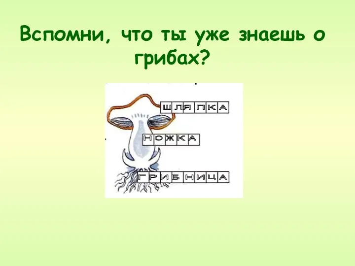 Вспомни, что ты уже знаешь о грибах? ш Л П